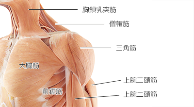 三角 筋 筋肉 痛