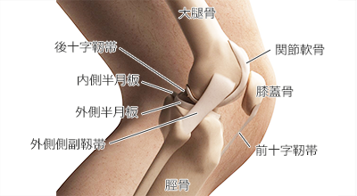 痛い 曲げる と 内側 膝 の 打撲が発生した膝を曲げると痛い理由とは