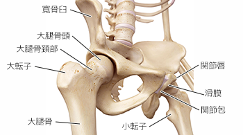 「股関節」の画像検索結果